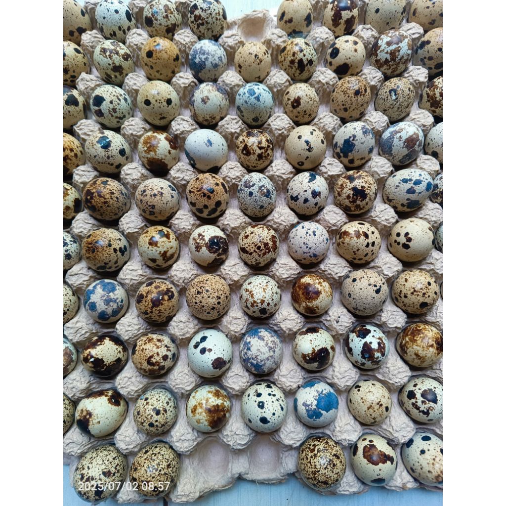 

telur puyuh mentah fresh (1kg)