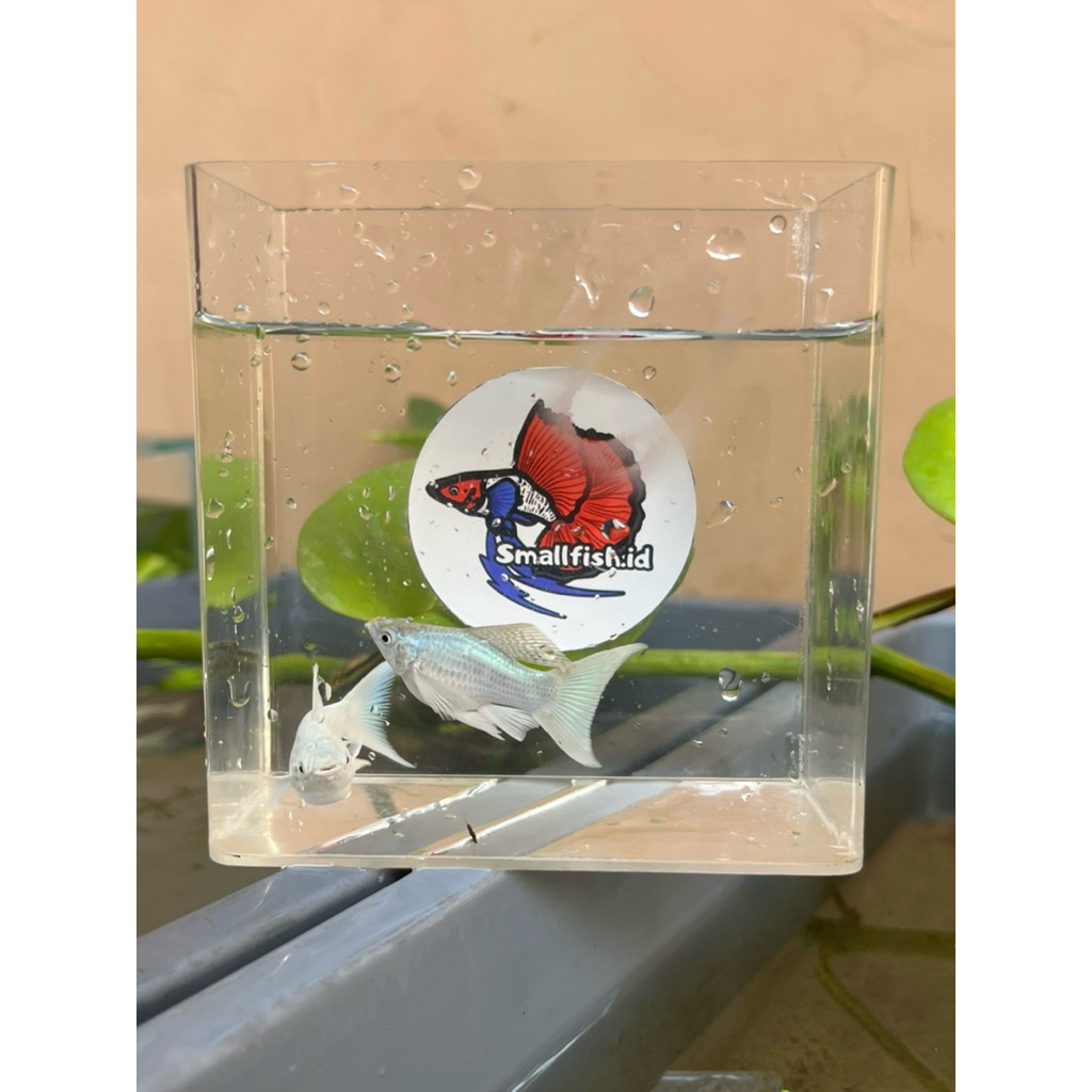 Molly platinum veiltail JUMBO