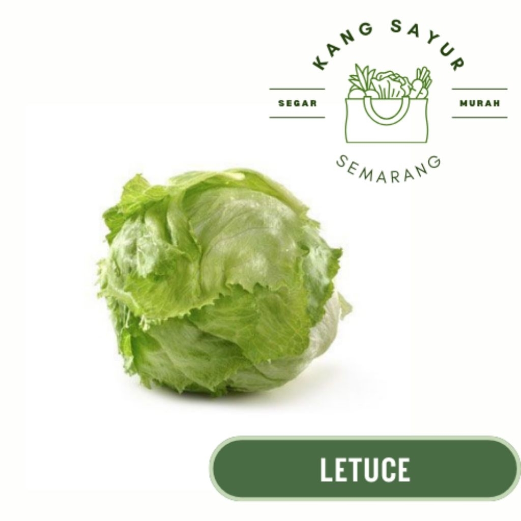 

Sayur Letuce 500 gr - Sayur Segar Online Semarang