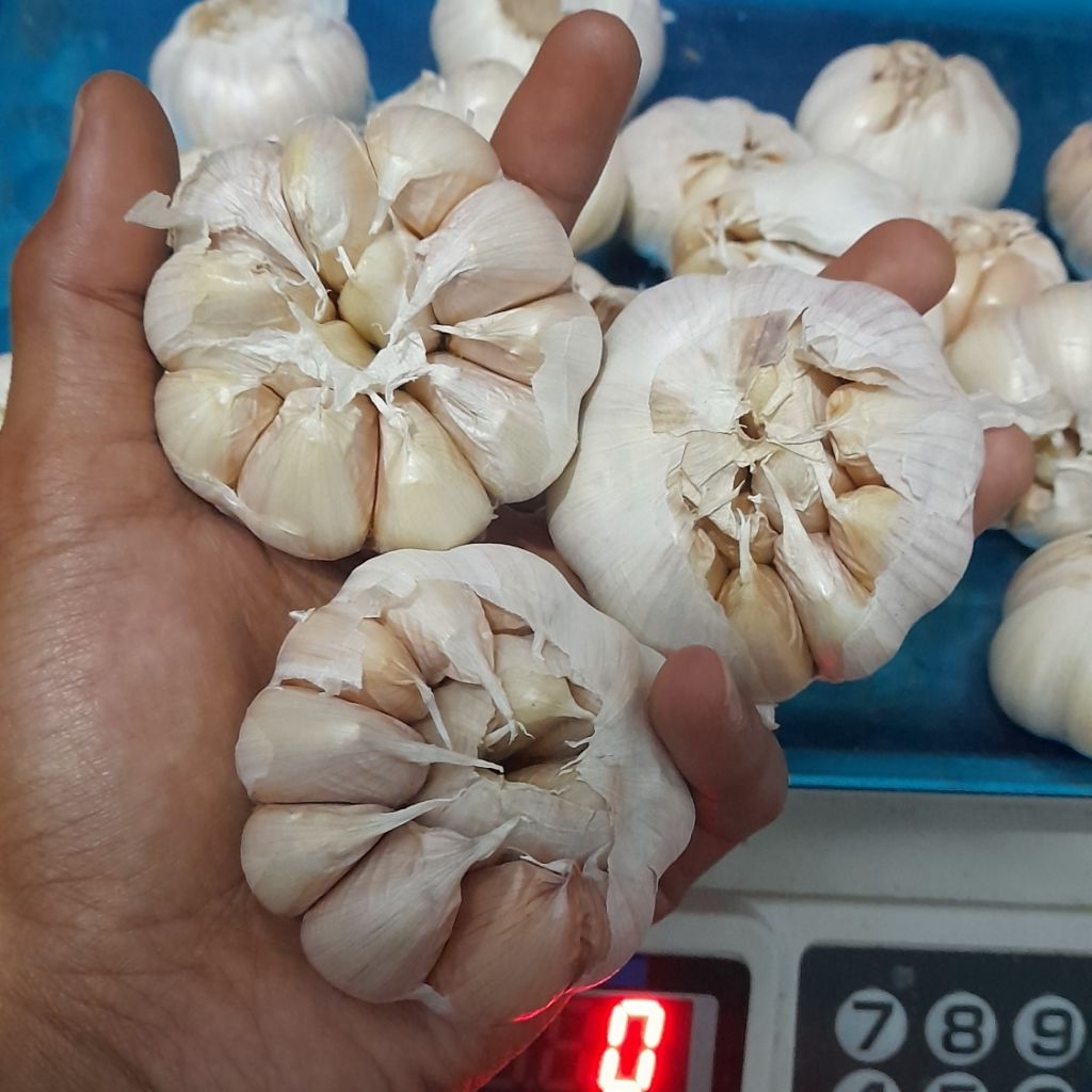 

Bawang Putih bersih bumbu wajib masakan harga termurah