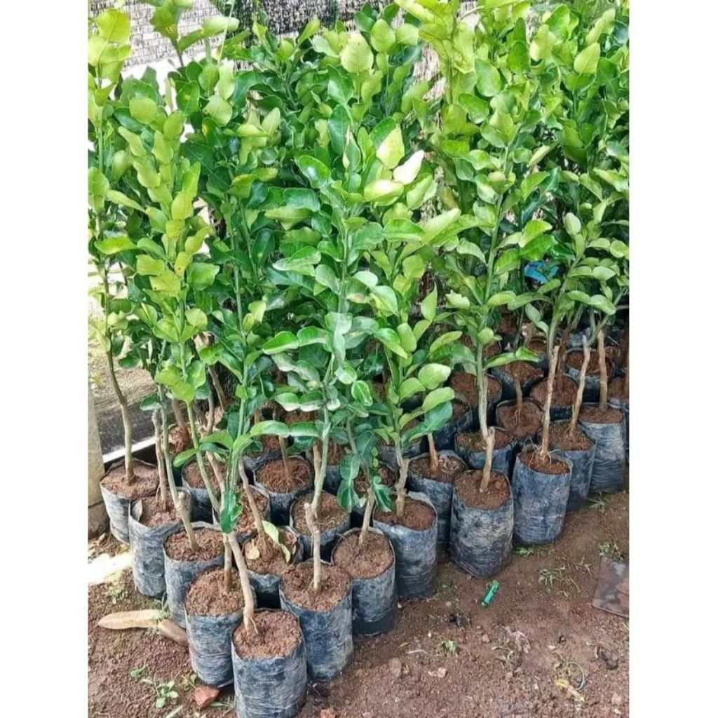 bibit buah jeruk purut tinggi 1 meter