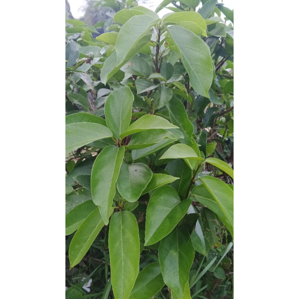 

daun cincou jelli segar Tampa bahan kimia 50 lembar di petik dadakan