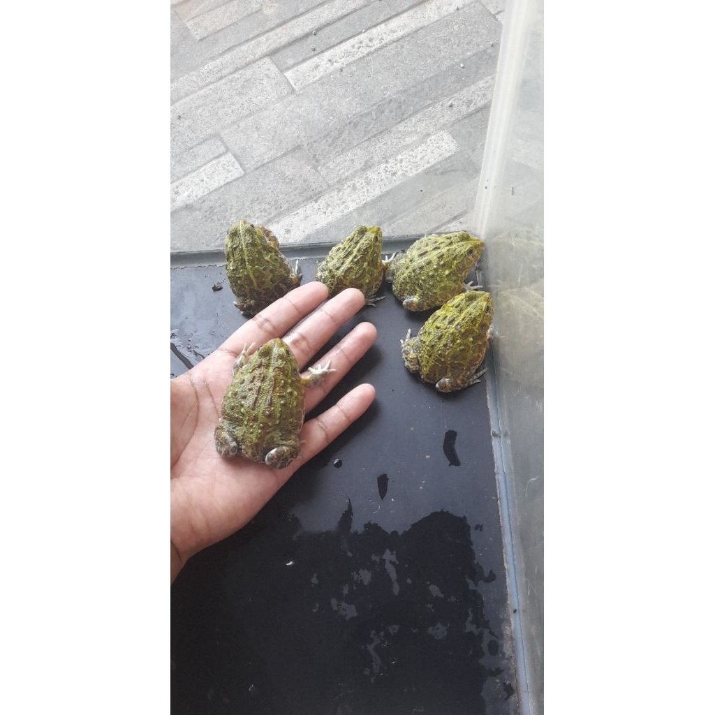 kodok pixie/pixie frog