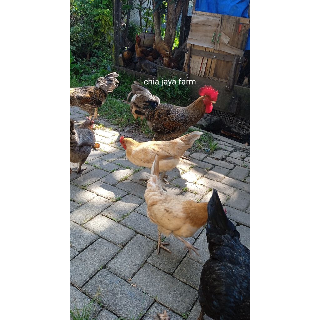 

telur fertil ayam barred rock x ayam kampung