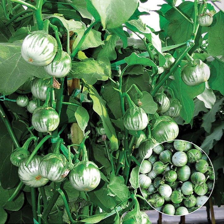 

TERONG HIJAU BULAT TERONG LALAPAN 10 BIJI BENIH TERONG LALAPAN TERONG BULAT BERKUALITAS