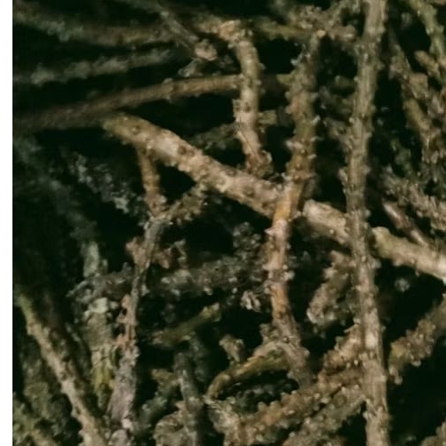 

1kg Brotowali/Antawali /Teh pait