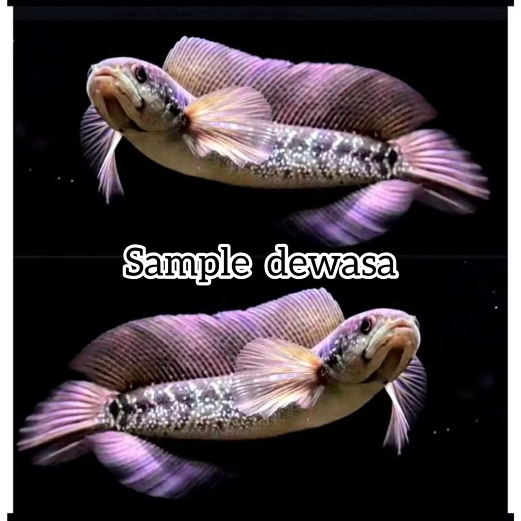 ASIATICA WHITE SPOT (WS) 10cm full dot MURAH