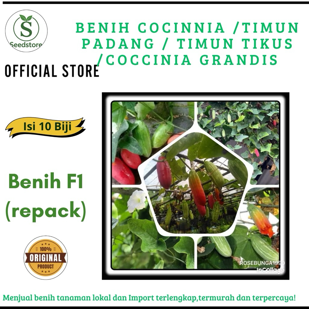 10 Biji - Benih Cocinnia /Timun Padang / Timun Tikus /Coccinia Grandis
