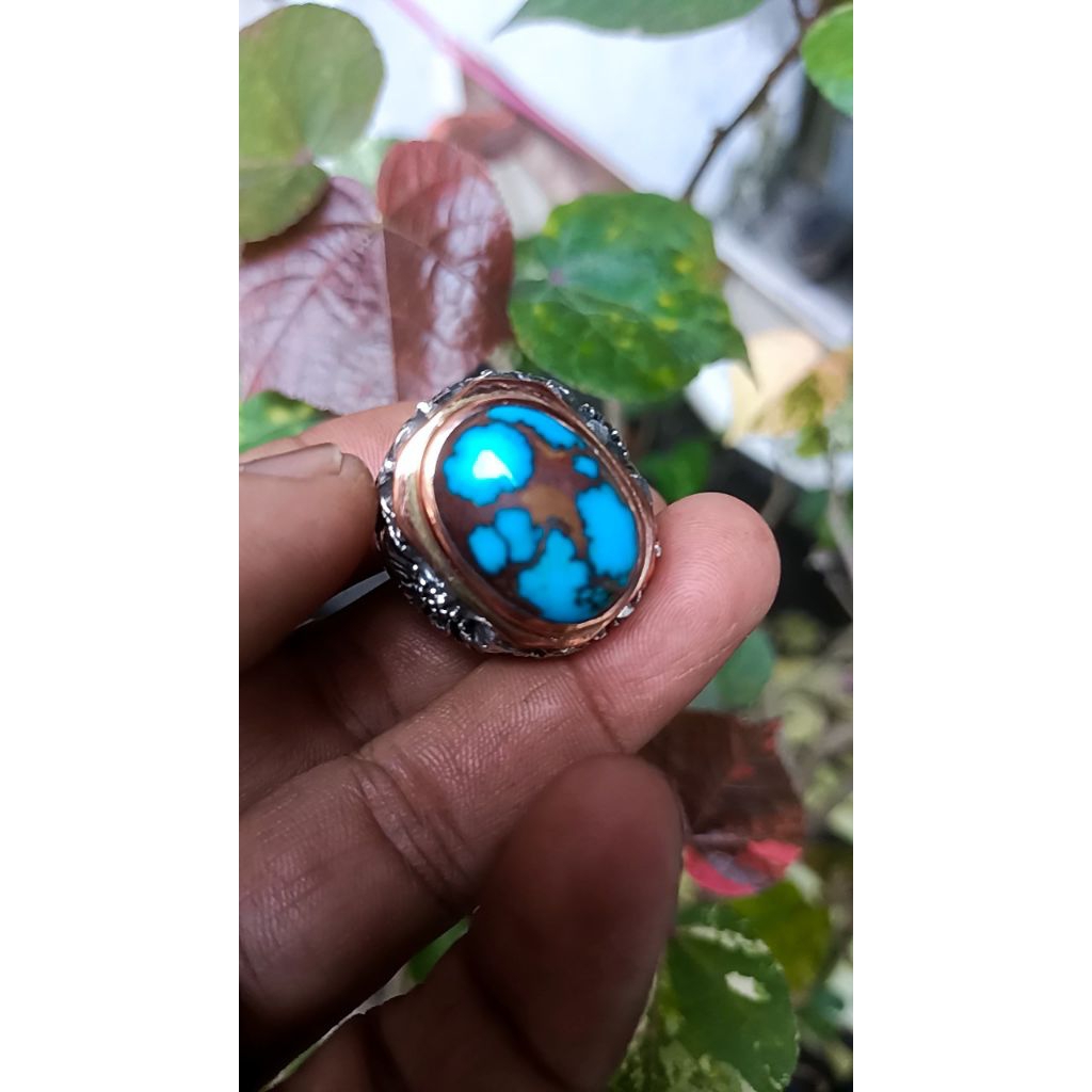 Pirus mesir biru fancy