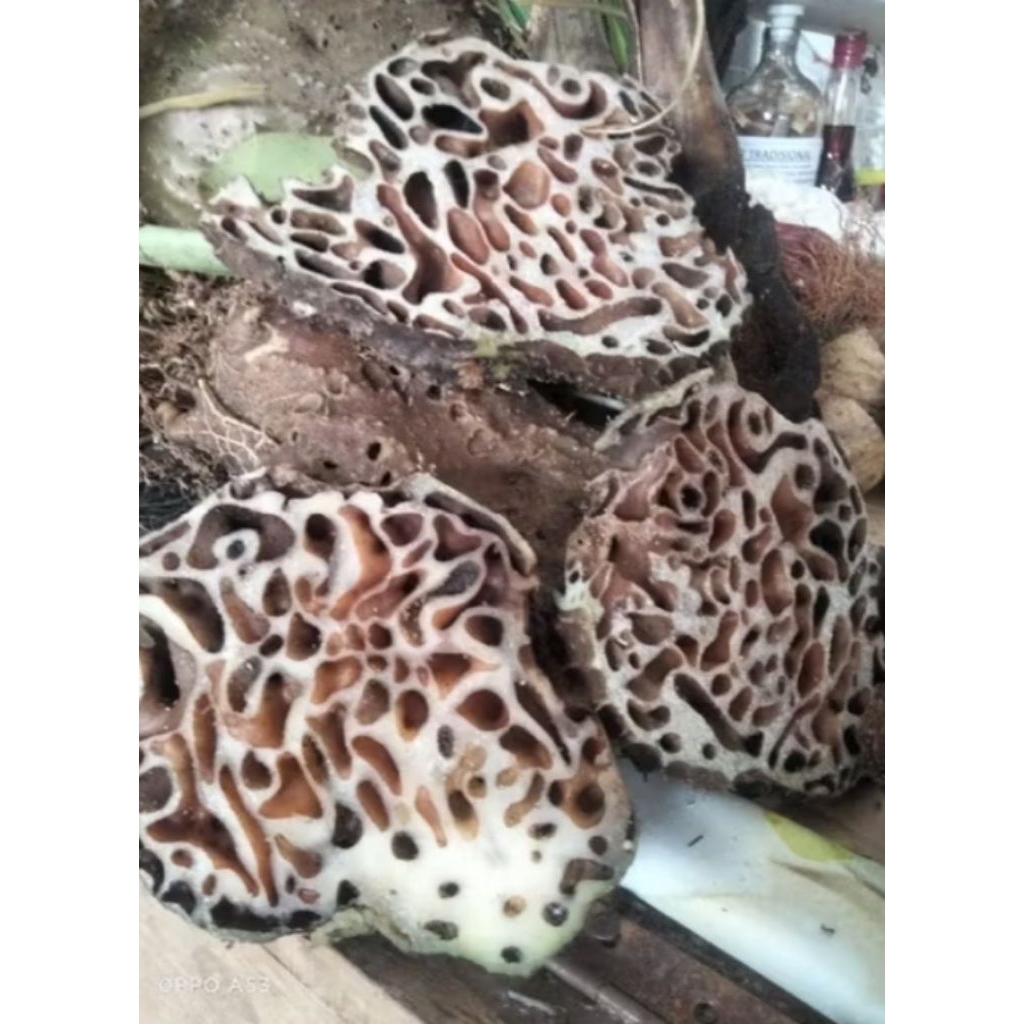 

SARANG SEMUT PAPUA ASLI 500GRAM