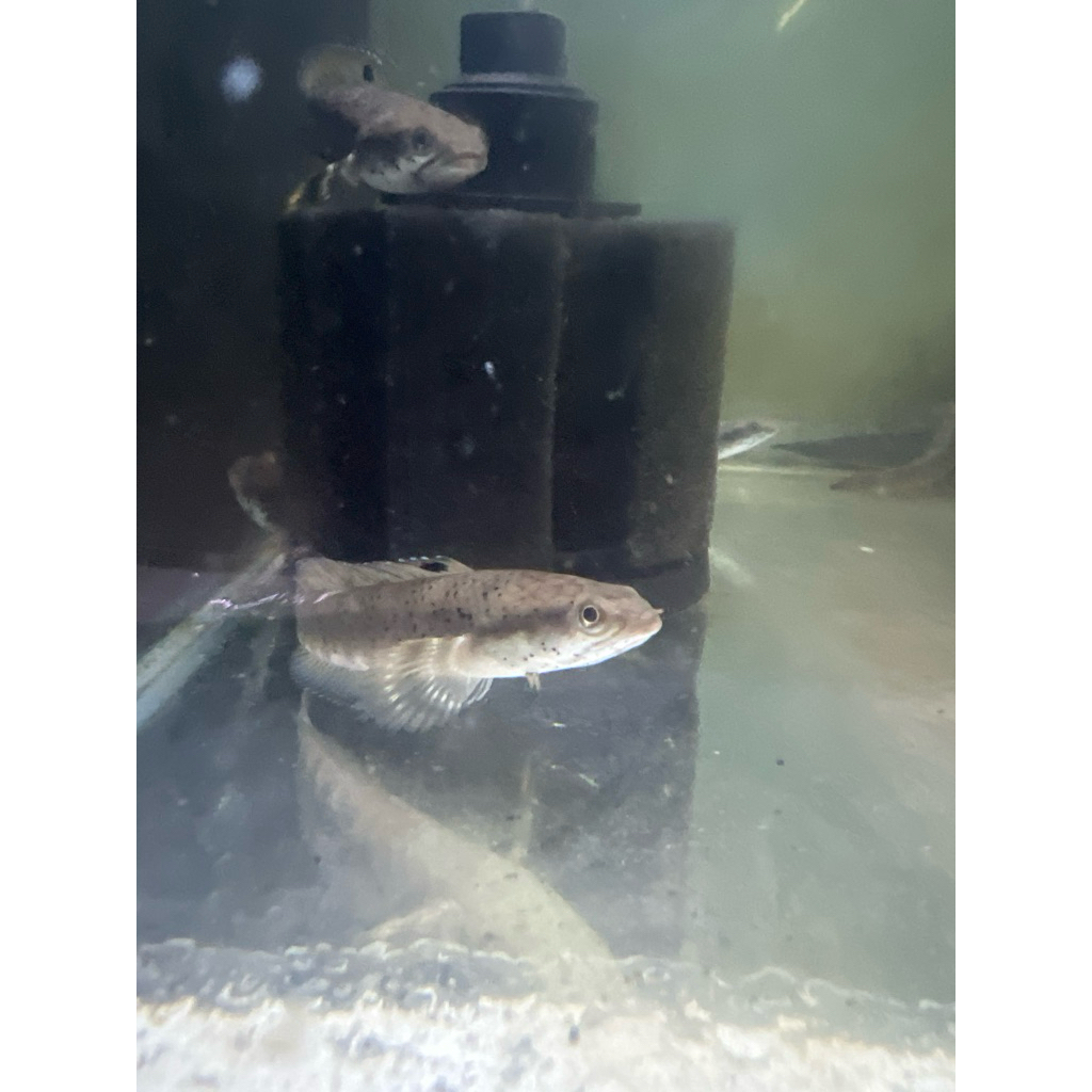 pulchra