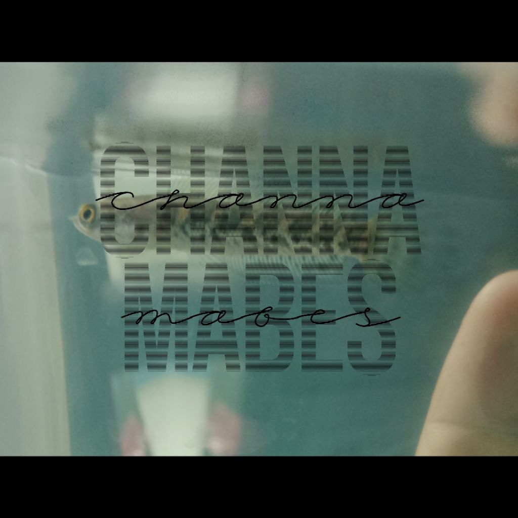 Stiker Baby Auranti 4-6cm