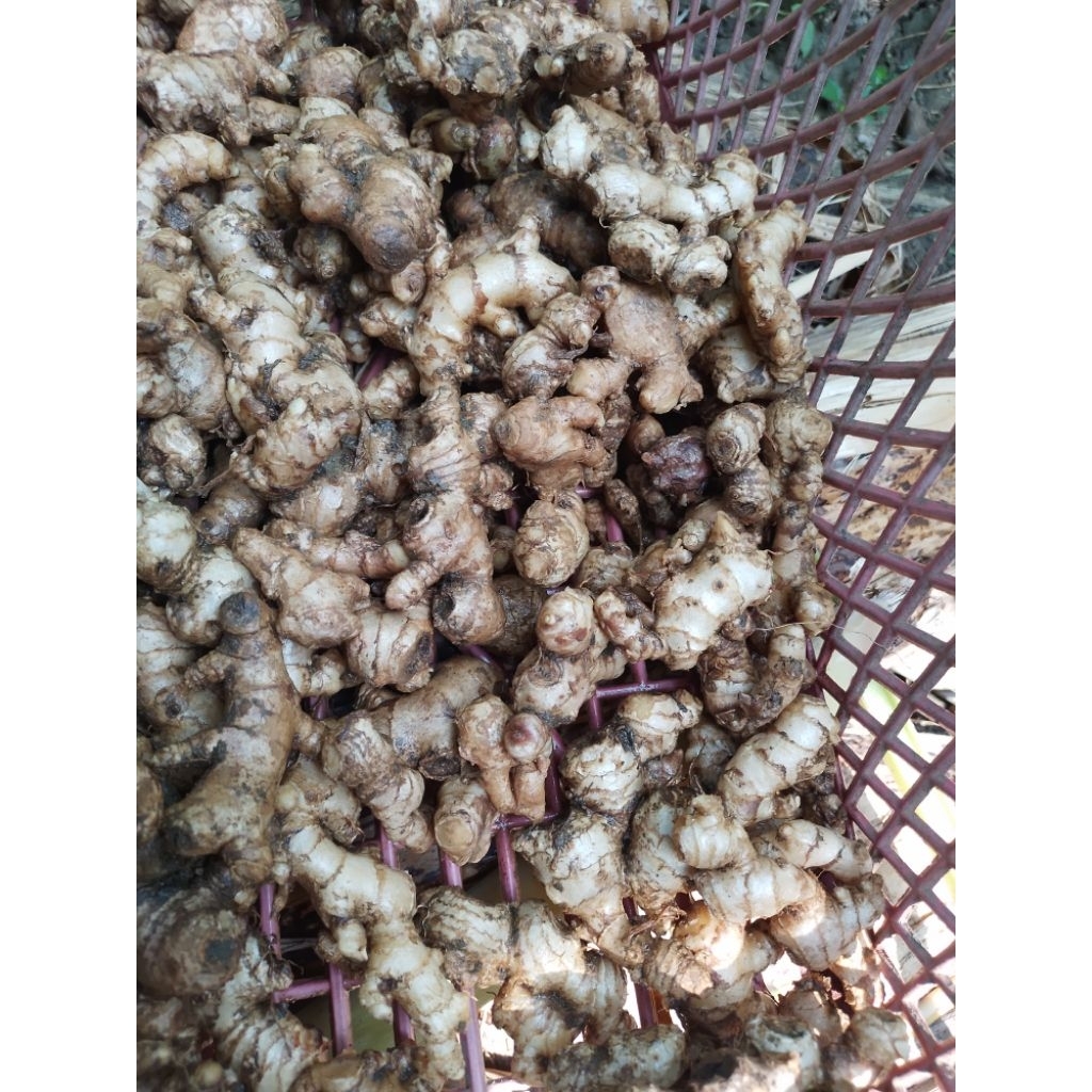 

Jahe Emprit 250 gram