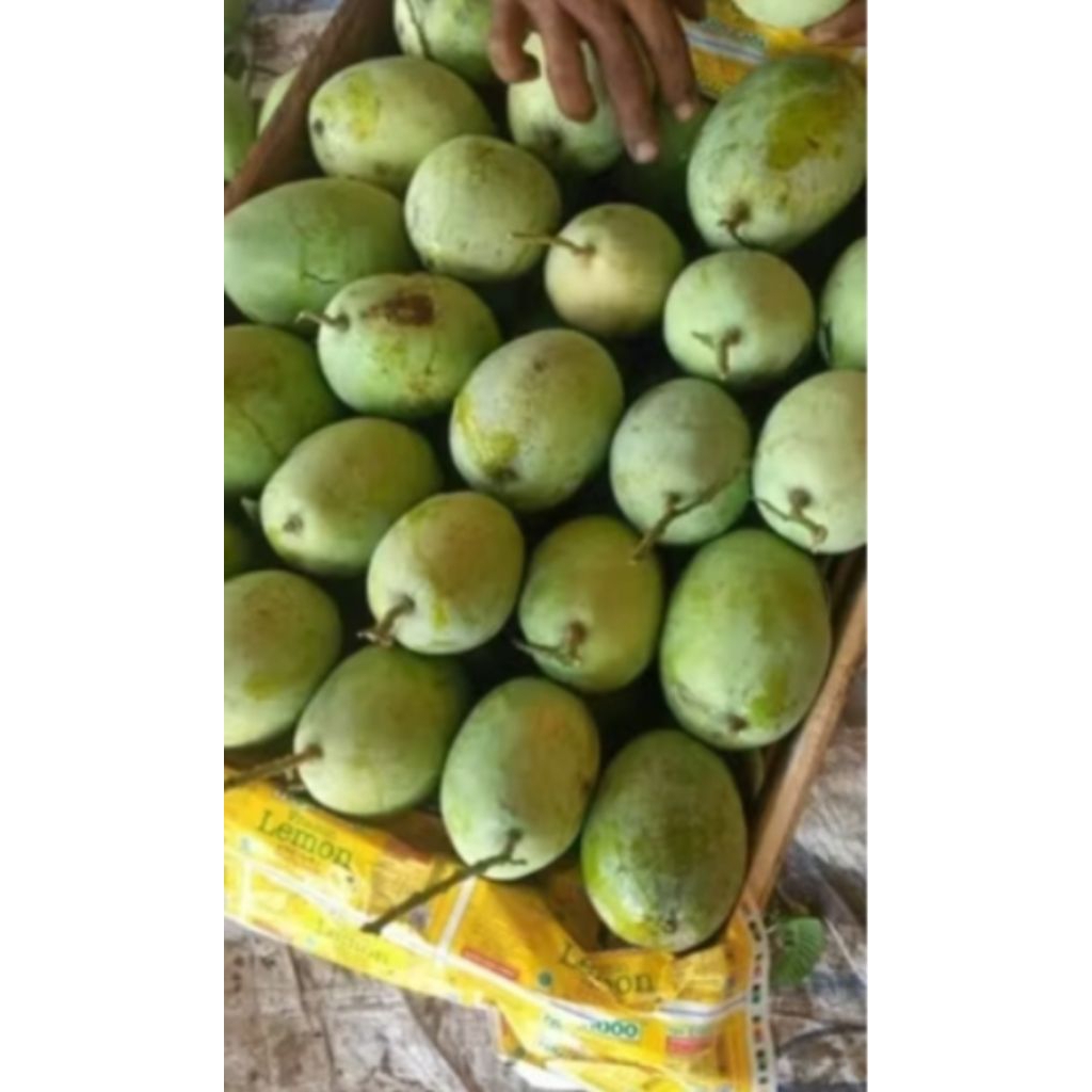 

BUAH MANGGA INDRAMAYU MENGKEL 1KG