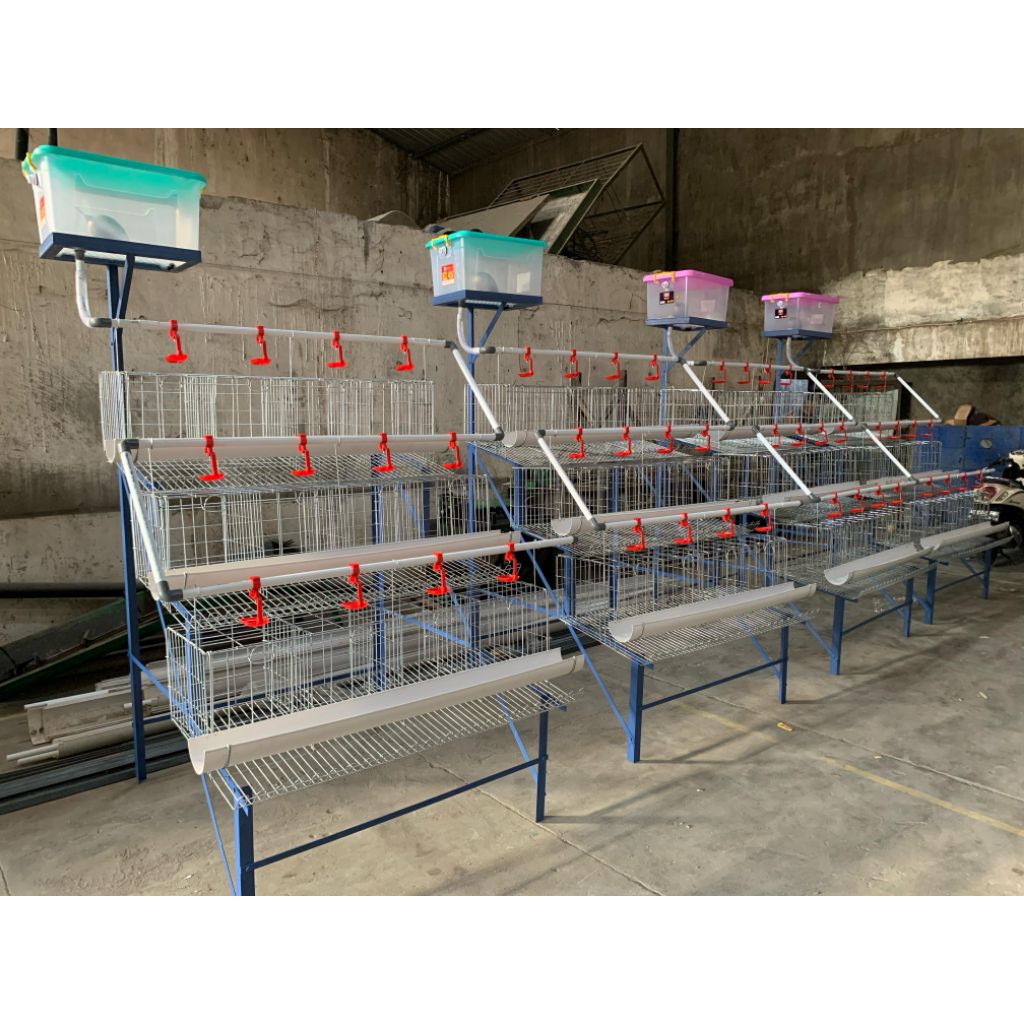 kandang galvanis ayam petelur skala rumahan