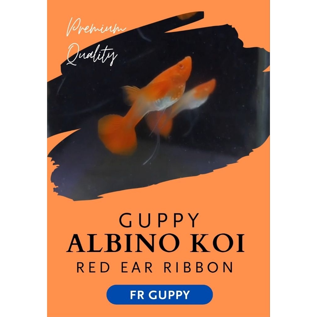 HIASAN AKUARIUM ALBINO KOI RED EAR RIBBON