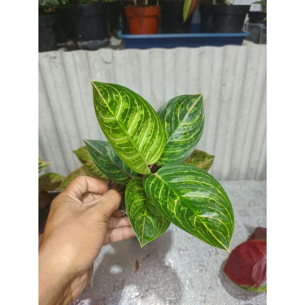 AGLAONEMA KRESNA GOLDEN