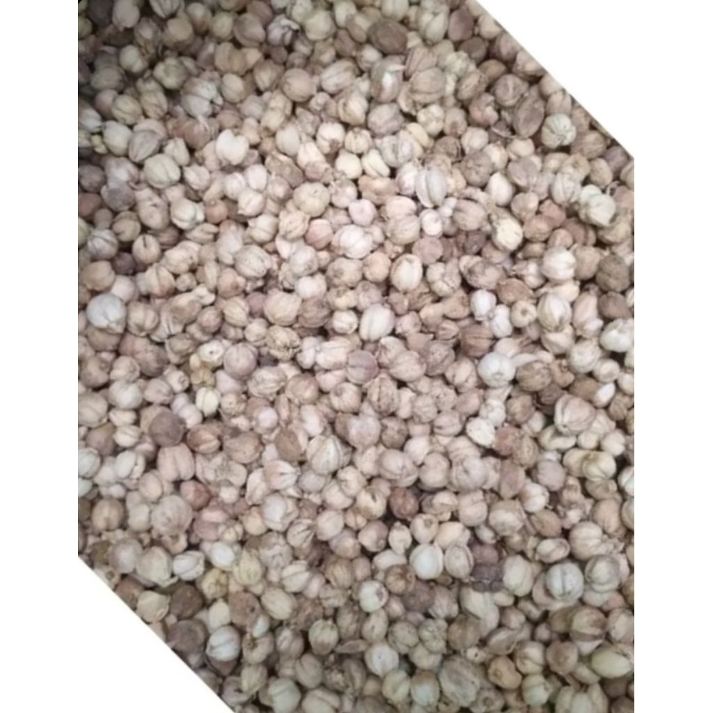 

KAPOLAGA KERING 1KG