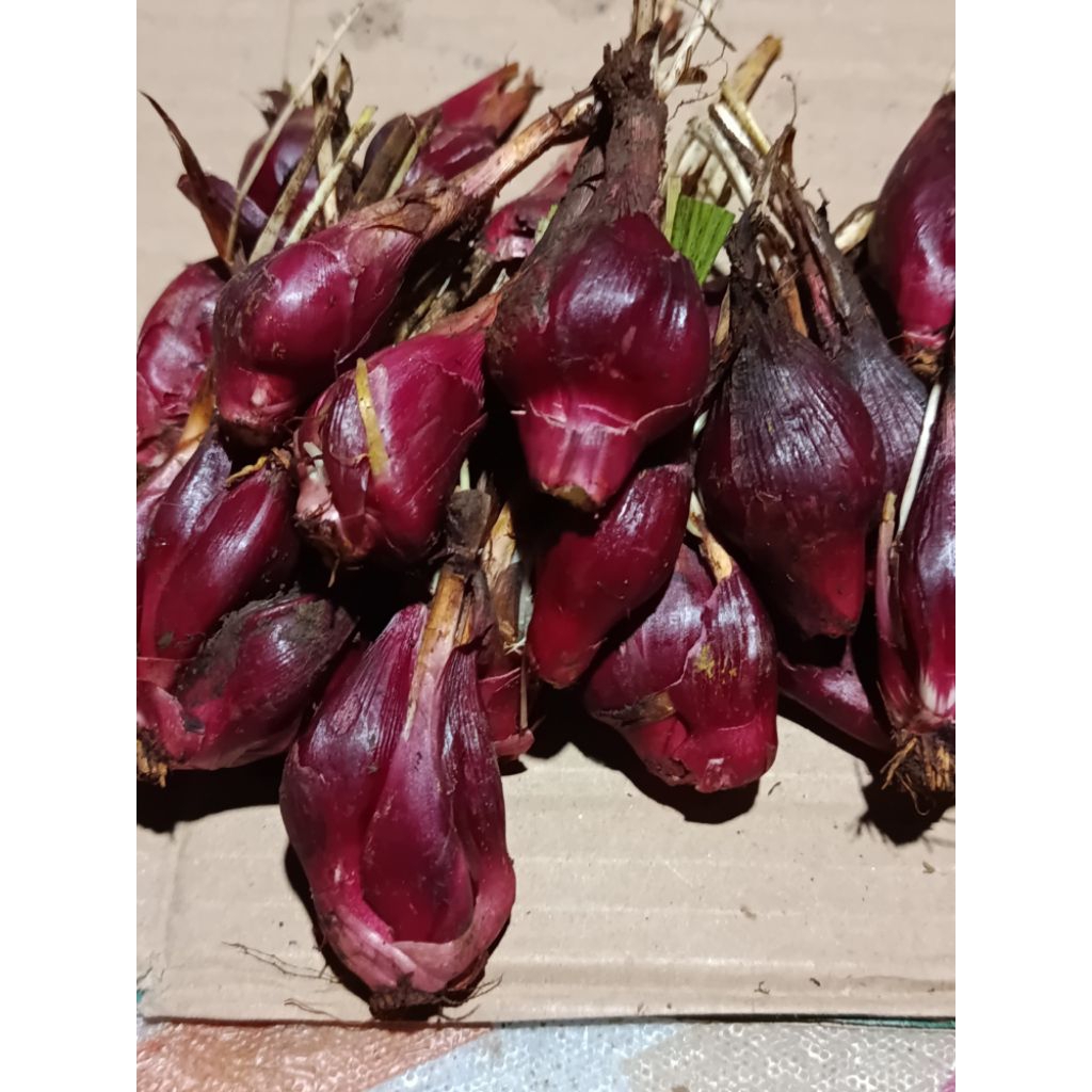 

Bawang Dayak bawang tiwai 1kg sudah bersih tanpa akar