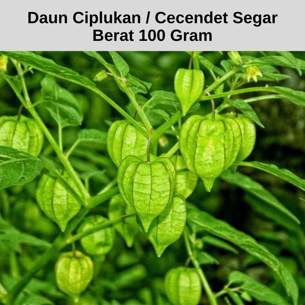

Daun Ciplukan Cecendet Segar Asli Herbal 100gr