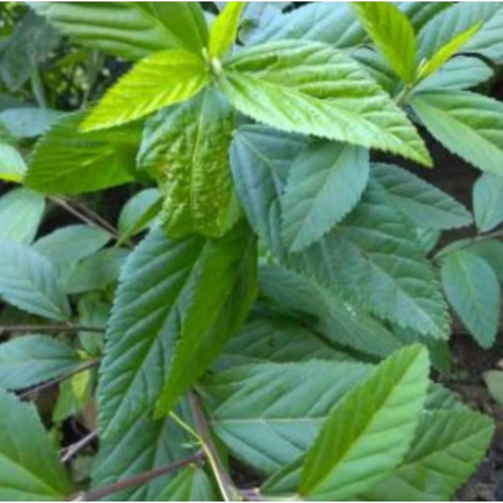 

Daun sidagori segar per 1kg/obat herbal/obat tradisional