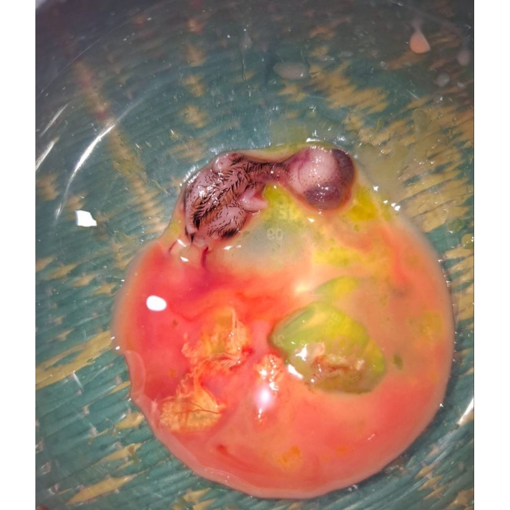 Umpan galatama lele tapuy