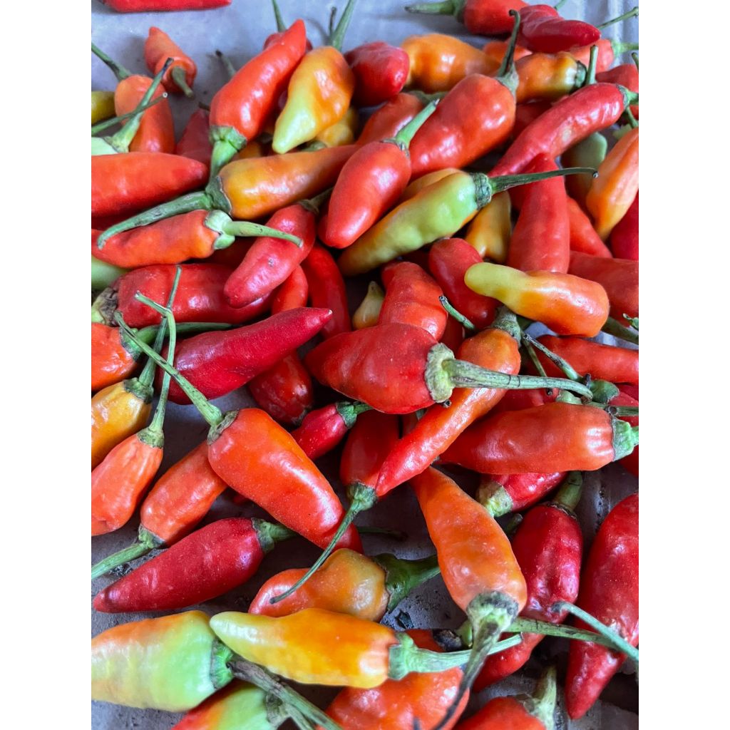 

cabe rawit 1kg harga murah