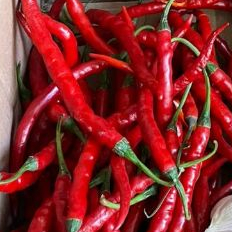 

1kg cabai merah kriting super harga murah