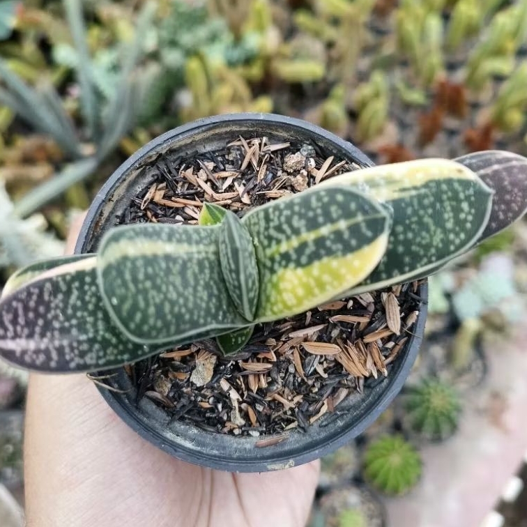 Haworthia Gasteria  Fuji Mini