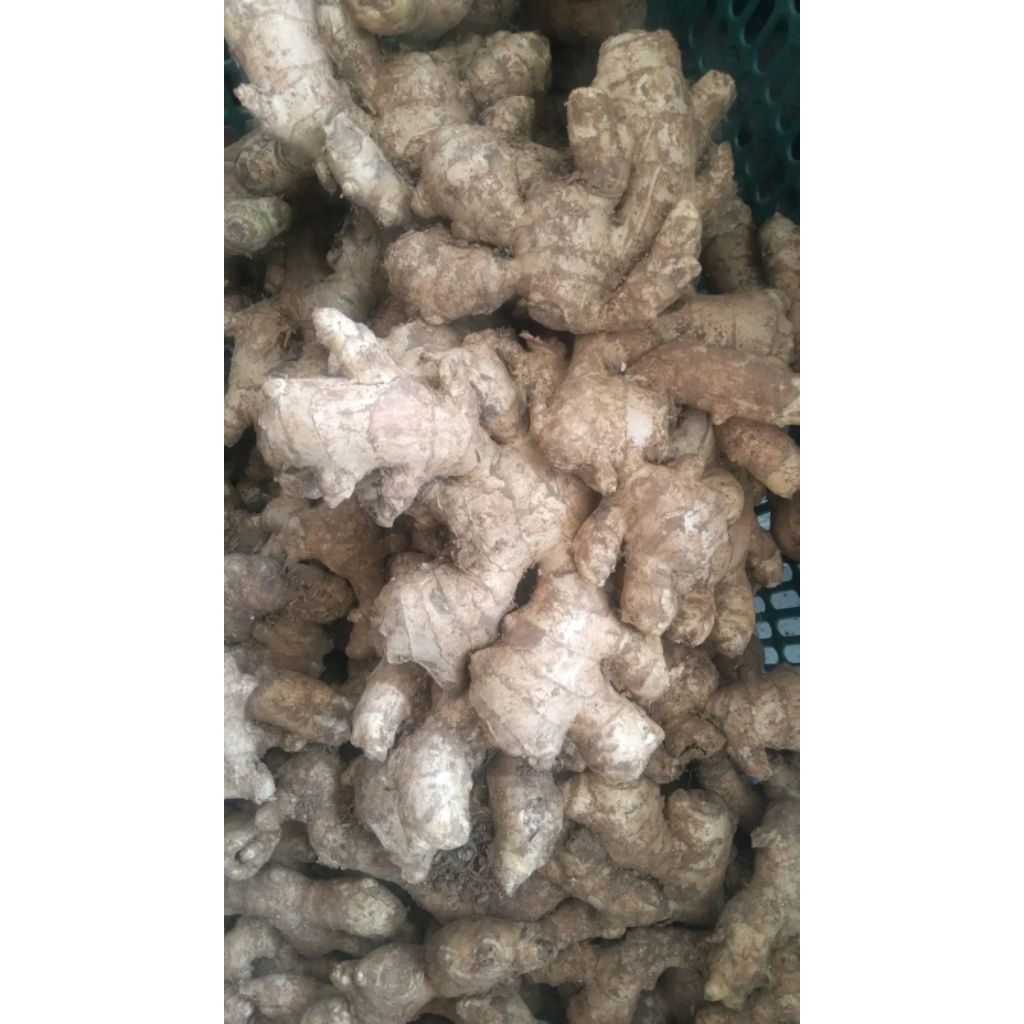 

bumbu dapur Jahe gajah fresh