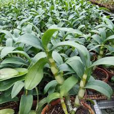 anggrek dendrobium dewasa murah