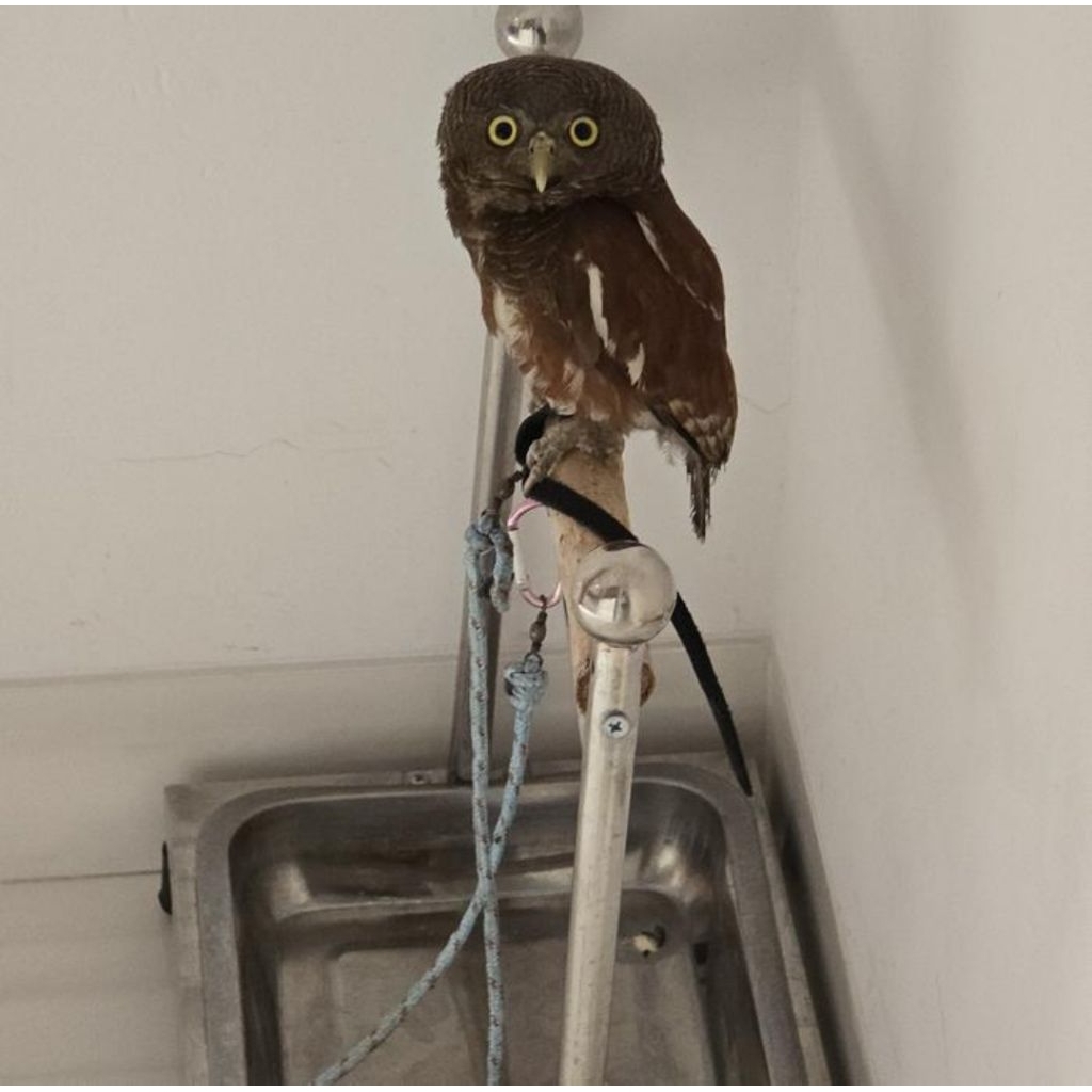 Burung Hantu JO / Javan Owlet Juve & BC