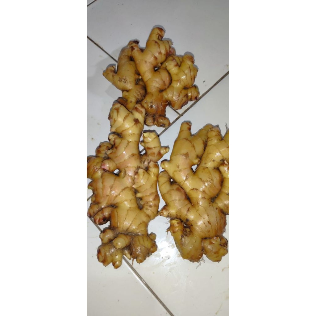 

JAHE GAJAH ASLI DARI PETANI JAHE JUMBO 1 KG