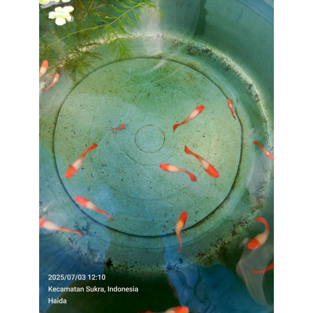 ikan Guppy albino koi