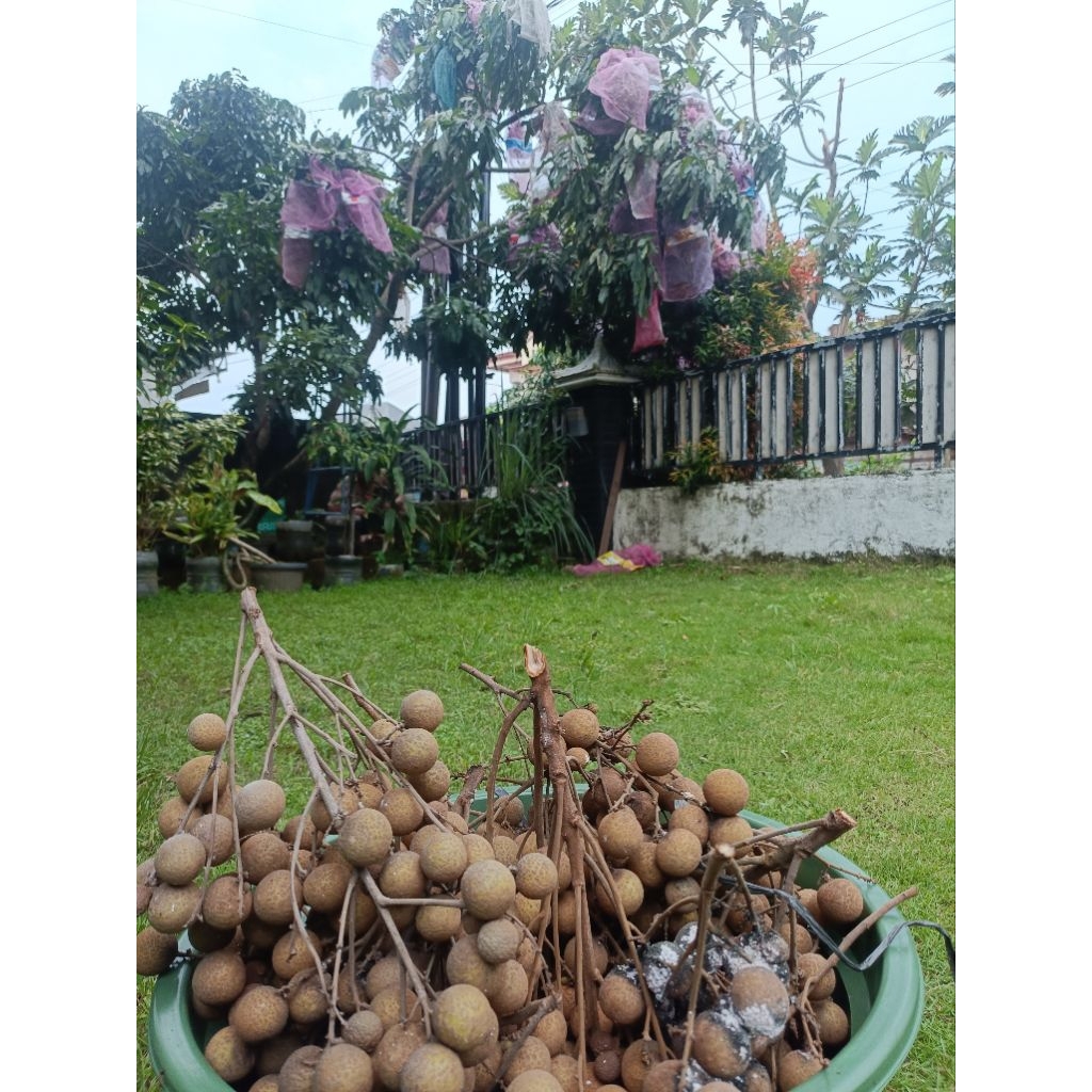 

Pembuahan Buah Klengkeng