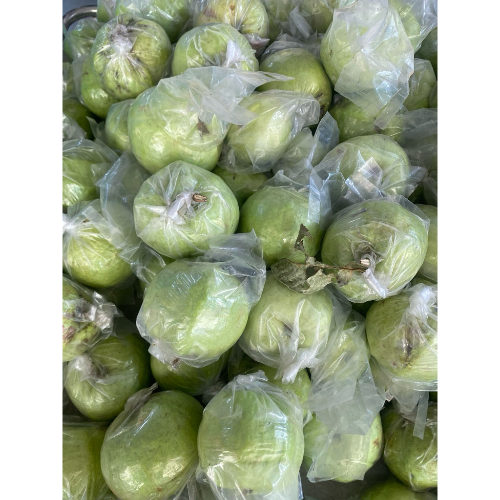 

Jambu Kristal Lokal
