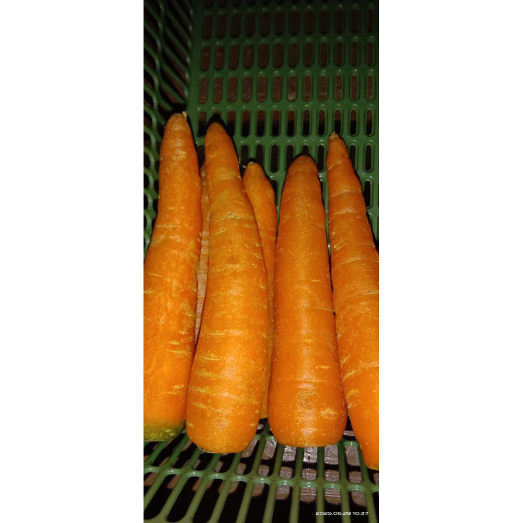 

wortel import 250gram