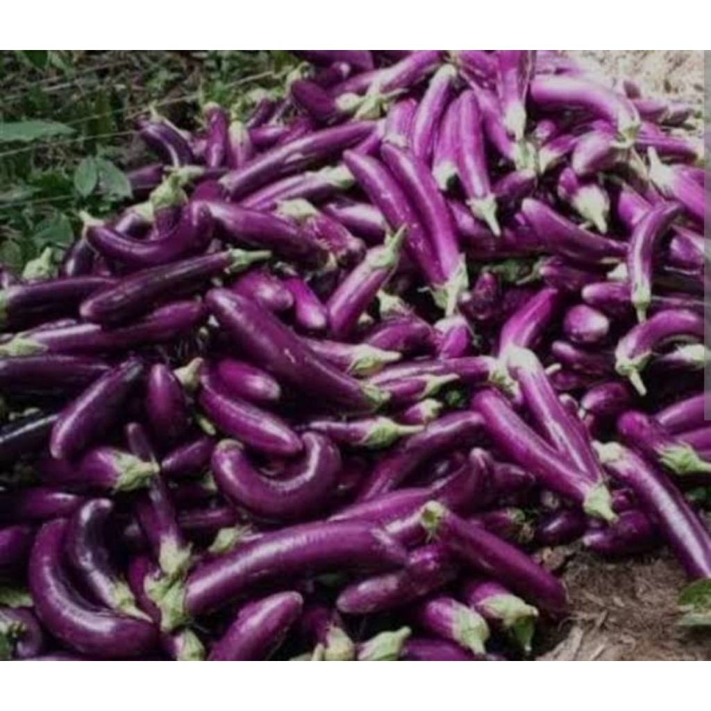 

terong ungu fress 1 pack