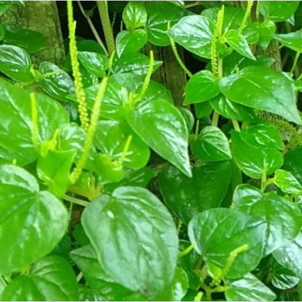 

sirih cina herbal alami berkualitas 500 gram