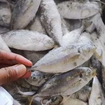 

Ikan Selar Frozen 1Kg