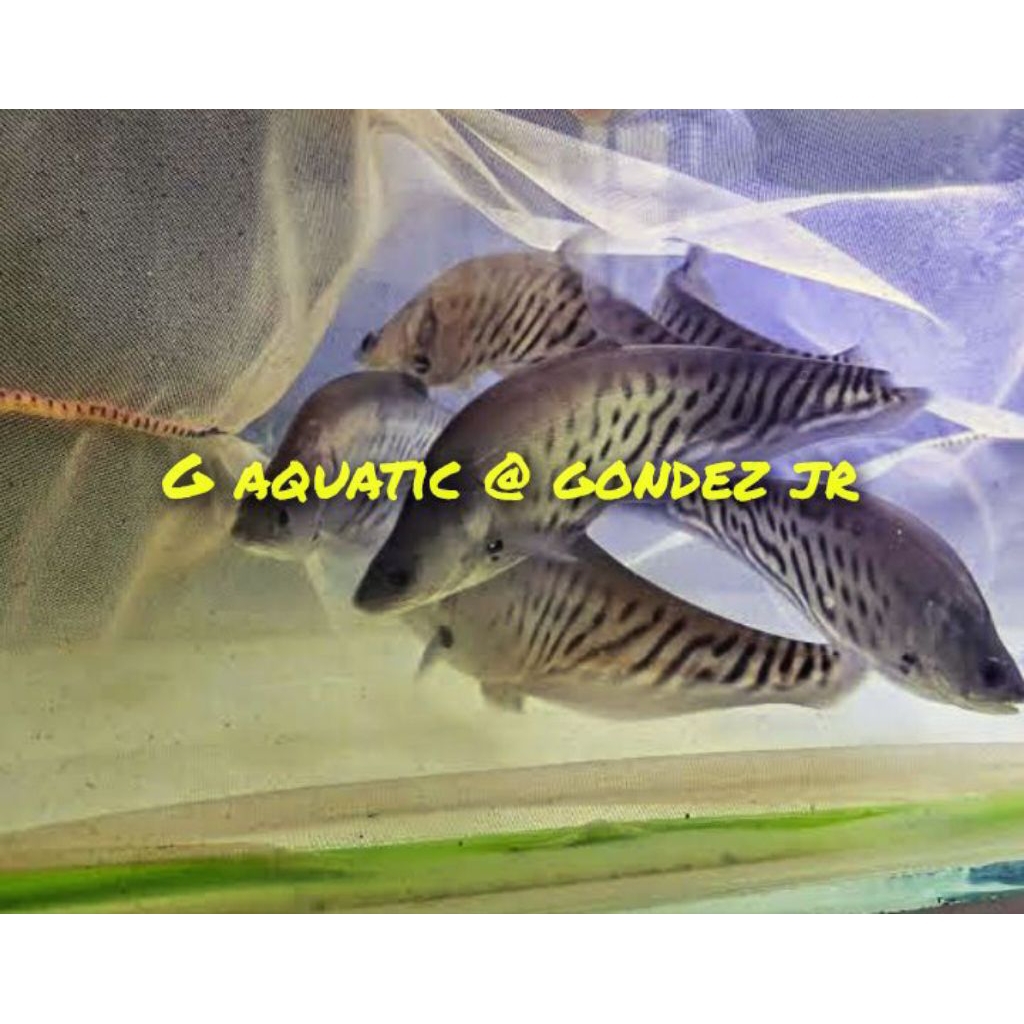 ikan belida royal size 12-13cm