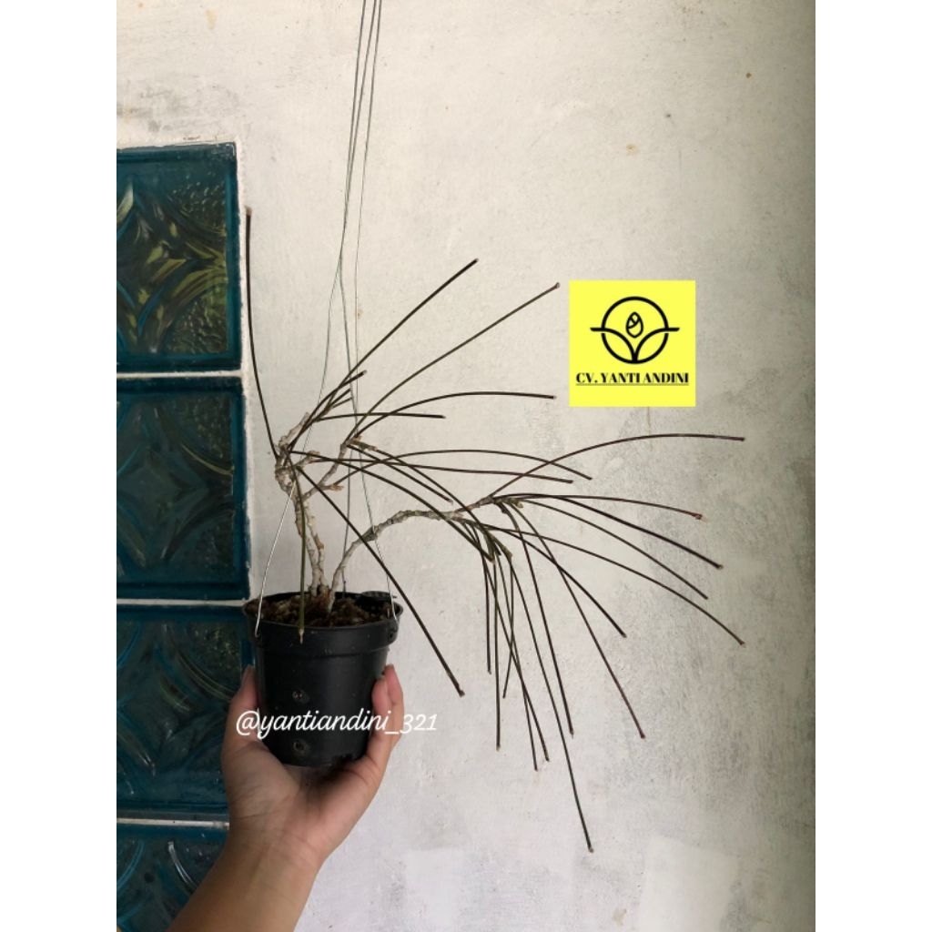 Hoya Spartioides Color Red