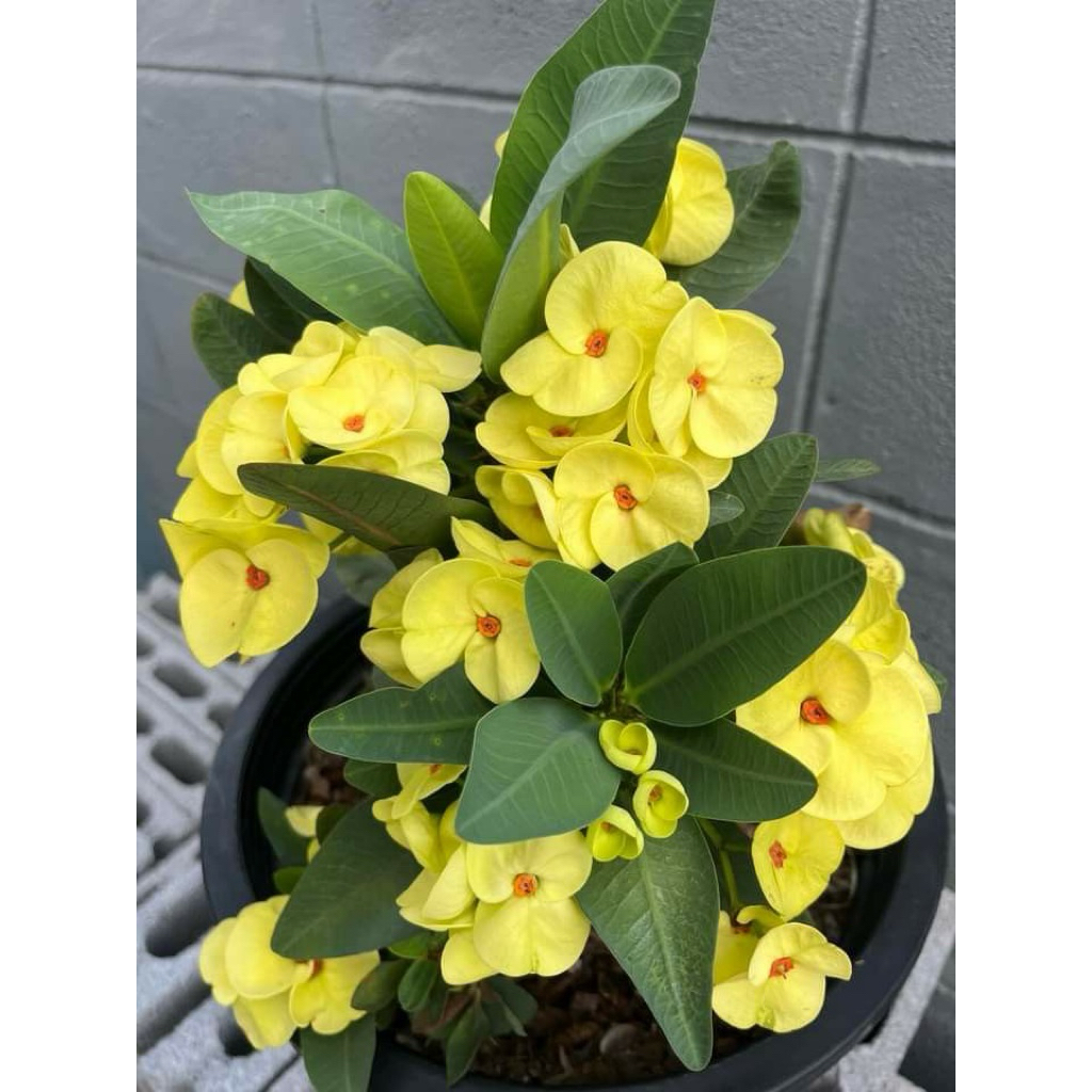 tanaman hias euforbia bunga kuning - euforbia kuning - eforbia