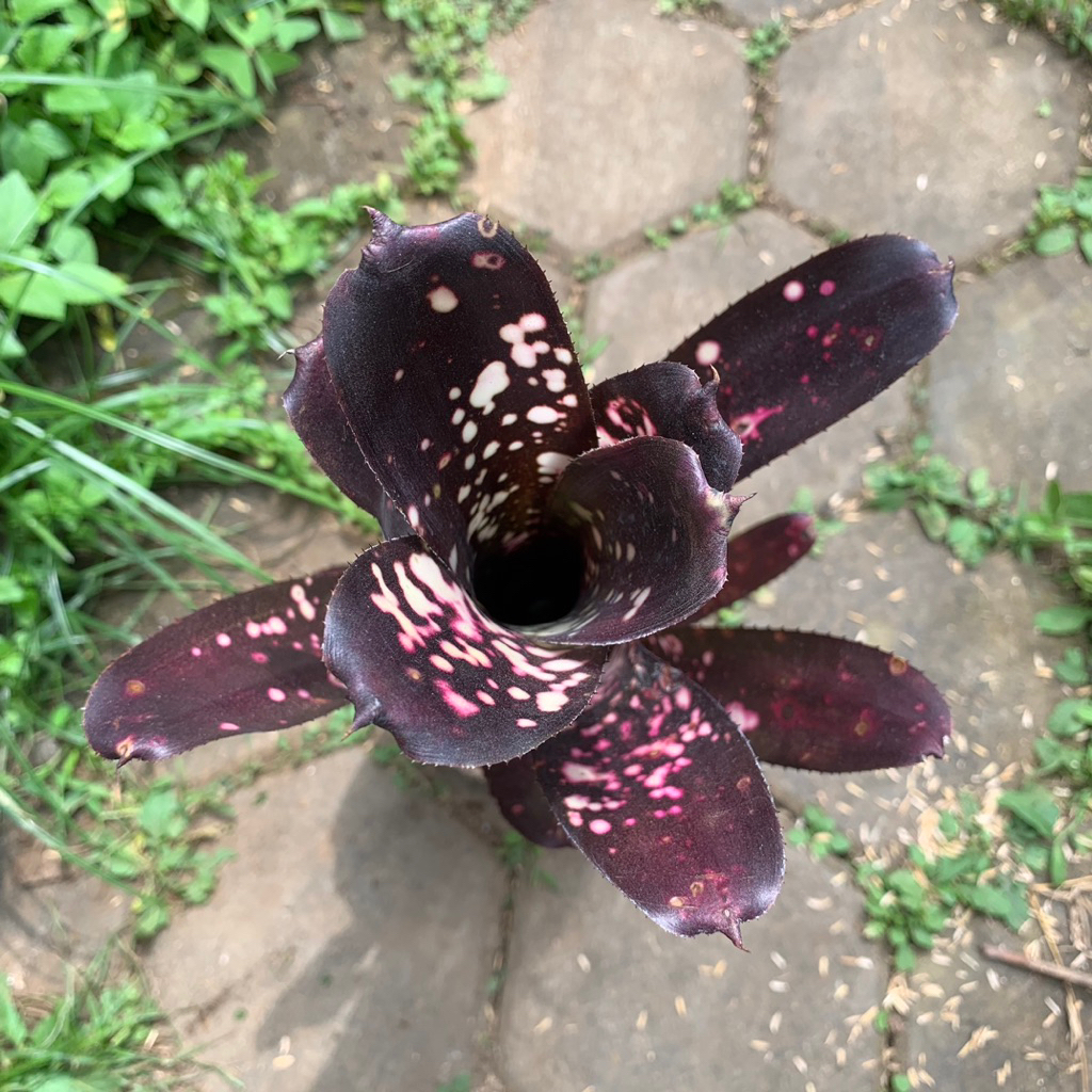 tanaman bromelia neo regrelia tiger - bromelia hias - bromelia cantik