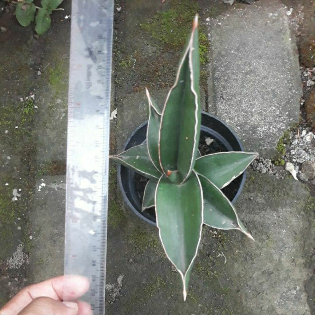 Sanseviera Samurai Dwarf