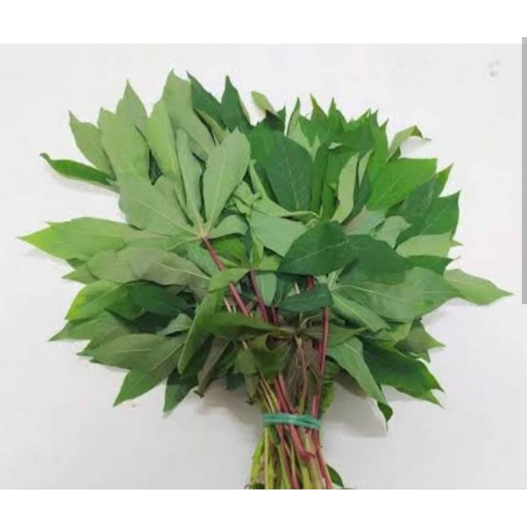 

daun singkong fress