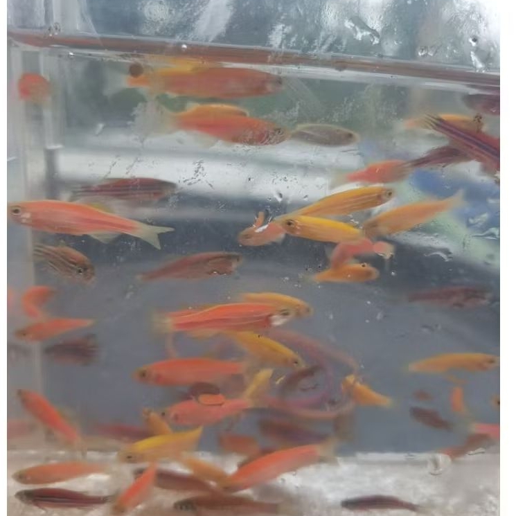 

zebra 50 pcs warna mix penghias aquarium