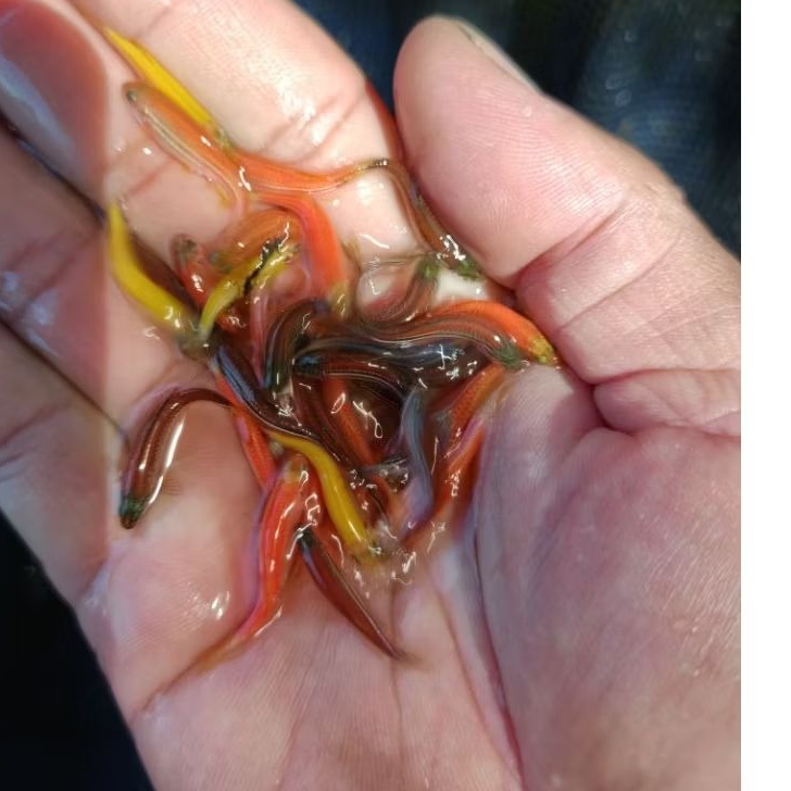 

zebra warna warni 60 pcs