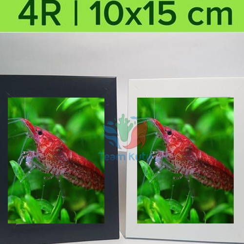 ( O ) UDANG HIAS RED CHERRY BLUE CHERRY RCS
