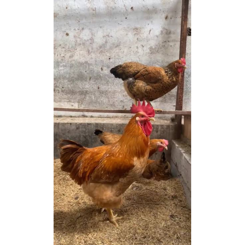 

TELUR FERTIL AYAM MERAWANG BAHAN INDUKAN TERBAIK UNTUK DINTETASKAN